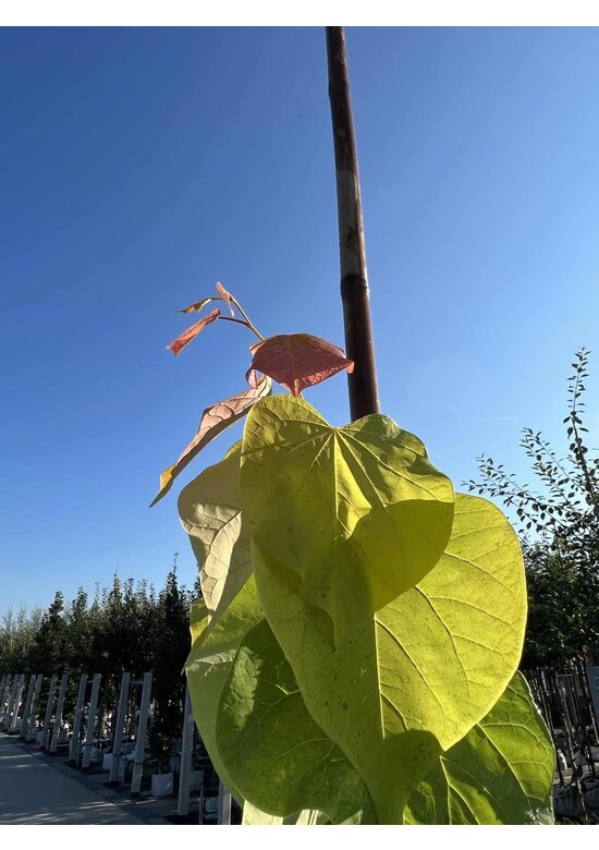 Kanadischer Judasbaum 'Rising Sun' | Cercis canadensis 'Rising Sun'