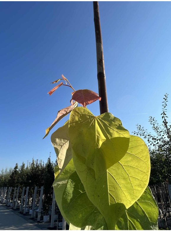 Kanadischer Judasbaum 'Rising Sun' | Cercis canadensis 'Rising Sun' Kanadischer Judasbaum 'Rising Sun' | Cercis canadensis 'Rising Sun'
