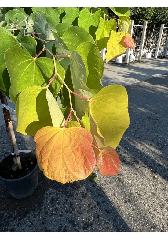Kanadischer Judasbaum 'Rising Sun' | Cercis canadensis 'Rising Sun'