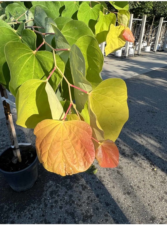 Kanadischer Judasbaum 'Rising Sun' | Cercis canadensis 'Rising Sun' Kanadischer Judasbaum 'Rising Sun' | Cercis canadensis 'Rising Sun'