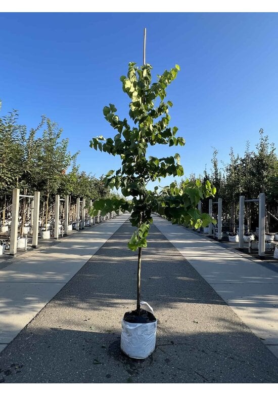 Kanadischer Judasbaum 'Royal White' | Cercis canadensis 'Royal White'