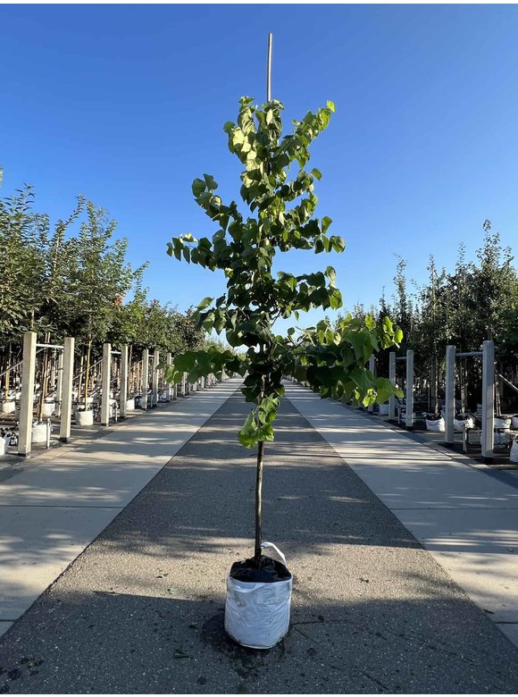 Kanadischer Judasbaum 'Royal White' | Cercis canadensis 'Royal White' Kanadischer Judasbaum 'Royal White' | Cercis canadensis 'Royal White'