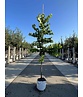 Kanadischer Judasbaum 'Royal White' | Cercis canadensis 'Royal White'