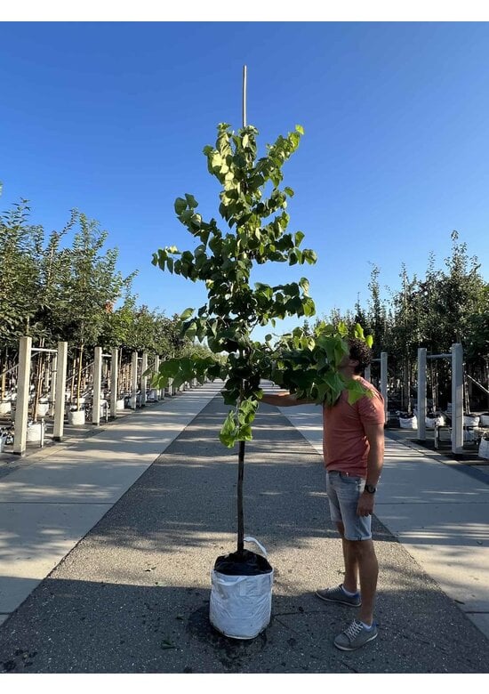 Kanadischer Judasbaum 'Royal White' | Cercis canadensis 'Royal White'