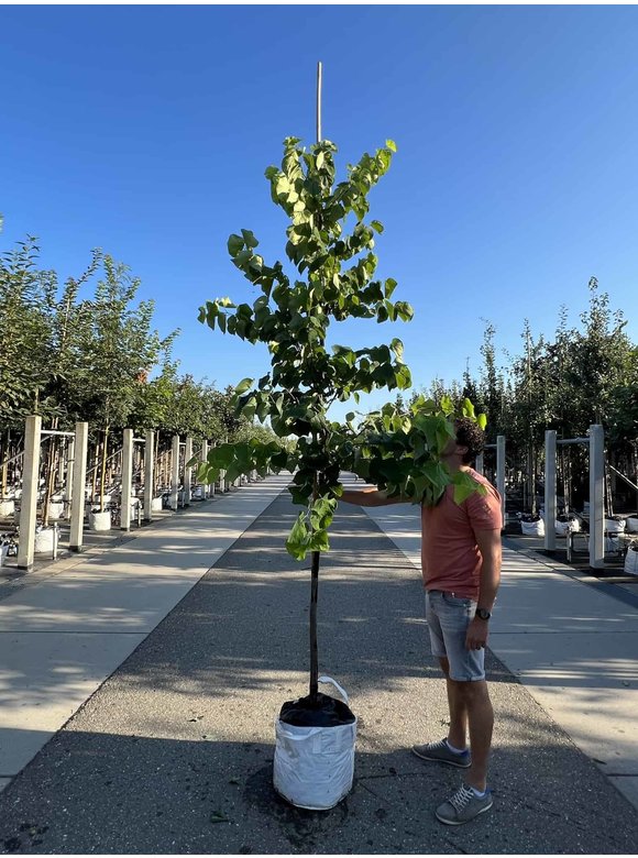 Kanadischer Judasbaum 'Royal White' | Cercis canadensis 'Royal White' Kanadischer Judasbaum 'Royal White' | Cercis canadensis 'Royal White'