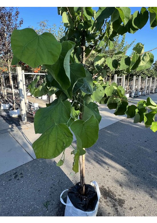 Kanadischer Judasbaum 'Royal White' | Cercis canadensis 'Royal White'