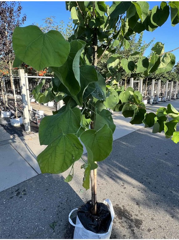 Kanadischer Judasbaum 'Royal White' | Cercis canadensis 'Royal White' Kanadischer Judasbaum 'Royal White' | Cercis canadensis 'Royal White'