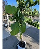 Kanadischer Judasbaum 'Royal White' | Cercis canadensis 'Royal White'