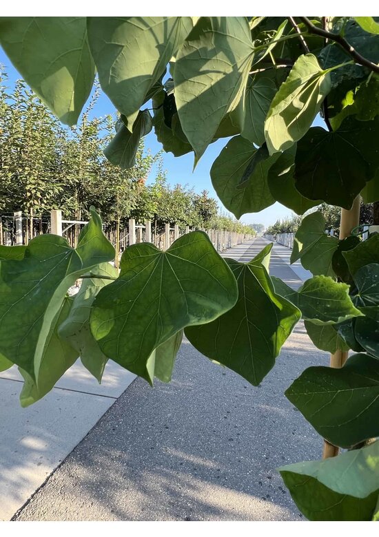 Kanadischer Judasbaum 'Royal White' | Cercis canadensis 'Royal White'