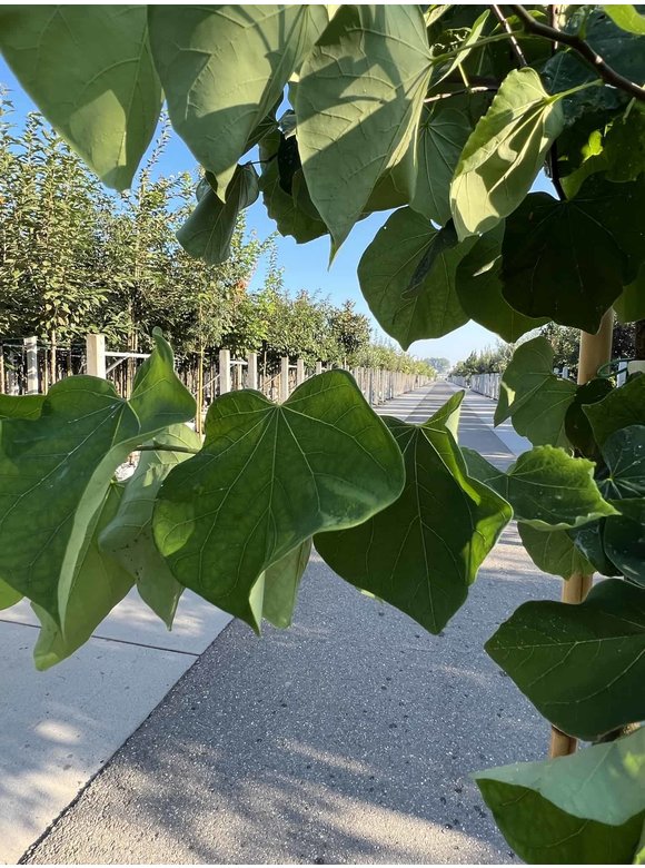 Kanadischer Judasbaum 'Royal White' | Cercis canadensis 'Royal White' Kanadischer Judasbaum 'Royal White' | Cercis canadensis 'Royal White'