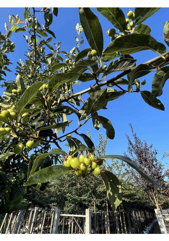 Apfeldorn - Lederblättrigen Weißdorn | Crataegus lavallei 'Carrierei'