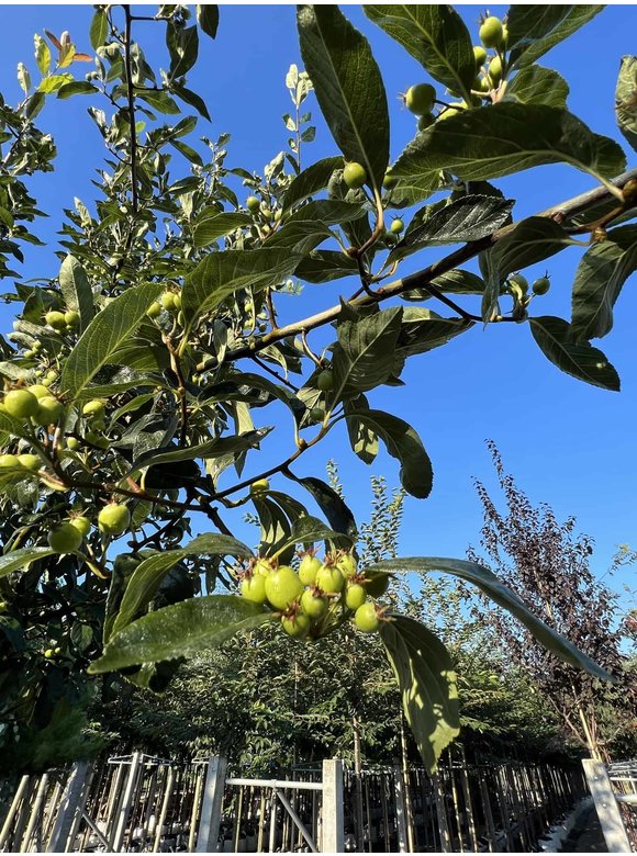 Apfeldorn - Lederblättrigen Weißdorn | Crataegus lavallei 'Carrierei' Apfeldorn - Lederblättrigen Weißdorn | Crataegus lavallei 'Carrierei'