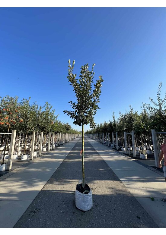 Apfeldorn - Lederblättrigen Weißdorn | Crataegus lavallei 'Carrierei'