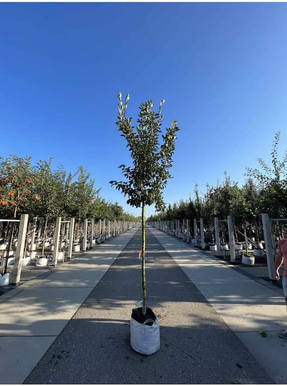Apfeldorn - Lederblättrigen Weißdorn | Crataegus lavallei 'Carrierei' Apfeldorn - Lederblättrigen Weißdorn | Crataegus lavallei 'Carrierei'