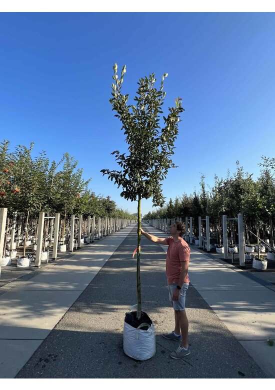 Apfeldorn - Lederblättrigen Weißdorn | Crataegus lavallei 'Carrierei'