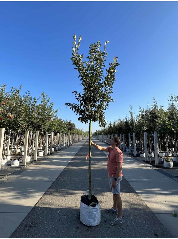 Apfeldorn - Lederblättrigen Weißdorn | Crataegus lavallei 'Carrierei' Apfeldorn - Lederblättrigen Weißdorn | Crataegus lavallei 'Carrierei'