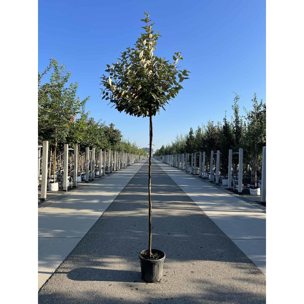 Wintergrüne Ölweide kaufen? Immergrün & Pflegeleicht Venovi