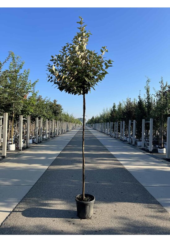 Wintergrüne Ölweide | Elaeagnus ebbingei