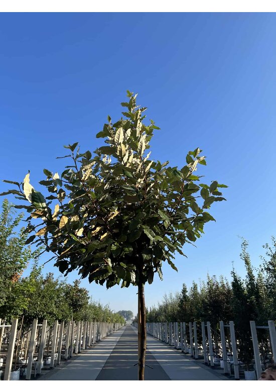 Wintergrüne Ölweide | Elaeagnus ebbingei