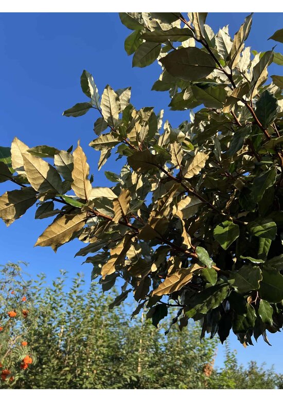 Wintergrüne Ölweide | Elaeagnus ebbingei