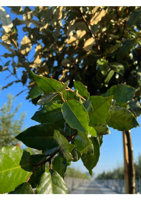 Wintergrüne Ölweide | Elaeagnus ebbingei