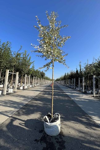 Silberlaubige Ölweide 'Quicksilver' | Eleaegnus angustifolia 'Quicksilver'