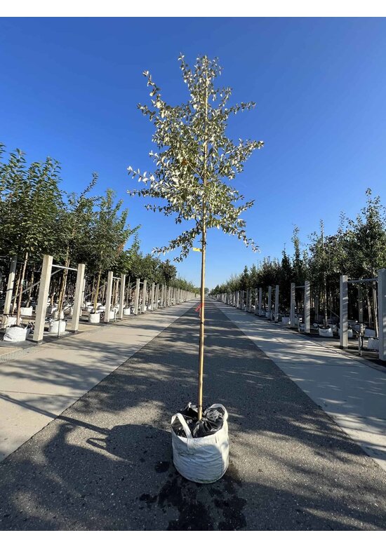 Ölweide baum | Elaeagnus angustifolia 'Quicksilver'