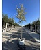 Venovi GmbH Ölweide baum | Elaeagnus angustifolia 'Quicksilver'
