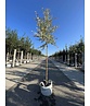 Ölweide baum | Elaeagnus angustifolia 'Quicksilver' Ölweide baum | Elaeagnus angustifolia 'Quicksilver'