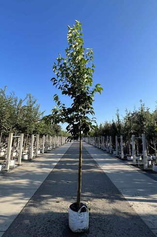 Guttaperchabaum - Gummiulme | Eucommia ulmoides