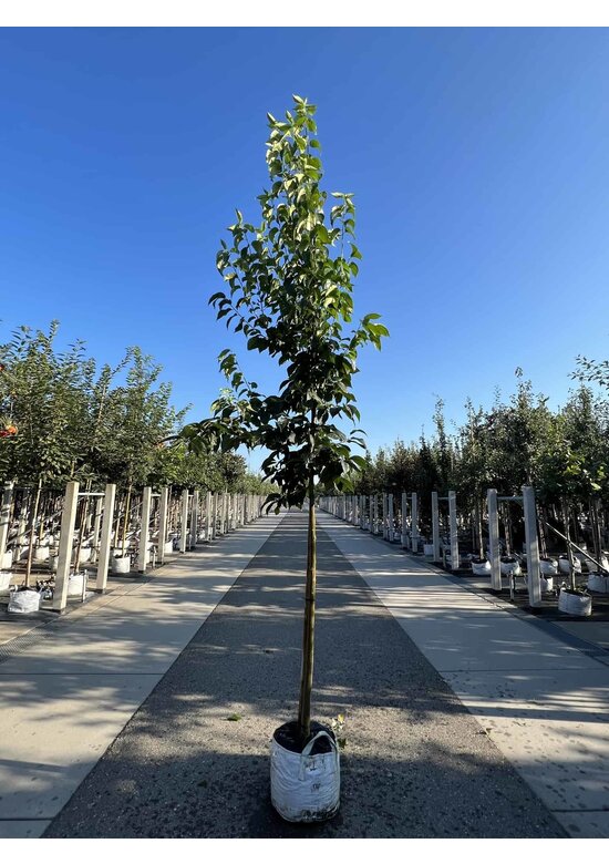 Guttaperchabaum - Gummiulme | Eucommia ulmoides