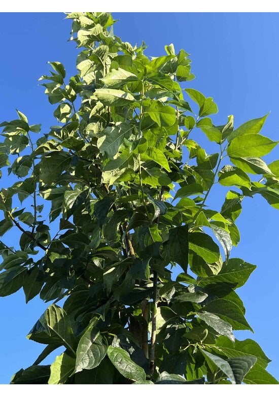 Guttaperchabaum - Gummiulme | Eucommia ulmoides