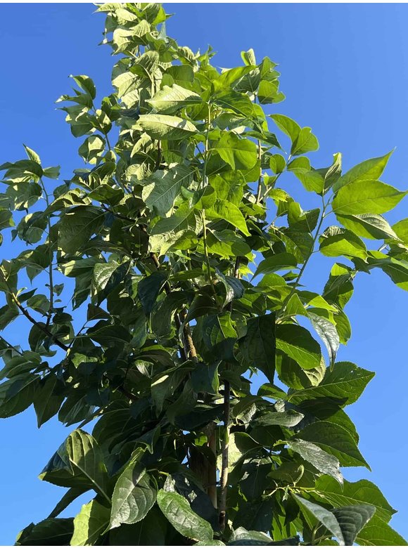 Guttaperchabaum Ulmoides | Eucommia ulmoides Guttaperchabaum Ulmoides | Eucommia ulmoides