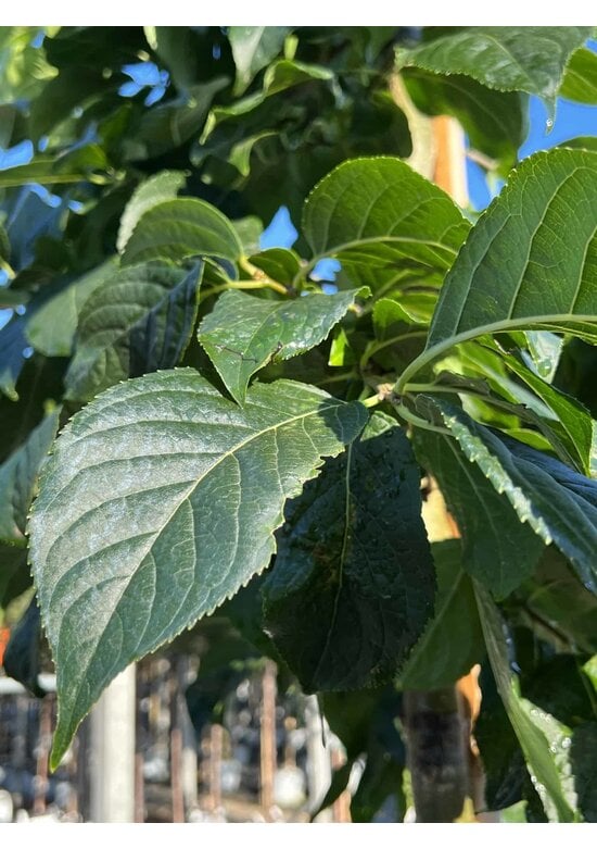 Guttaperchabaum - Gummiulme | Eucommia ulmoides