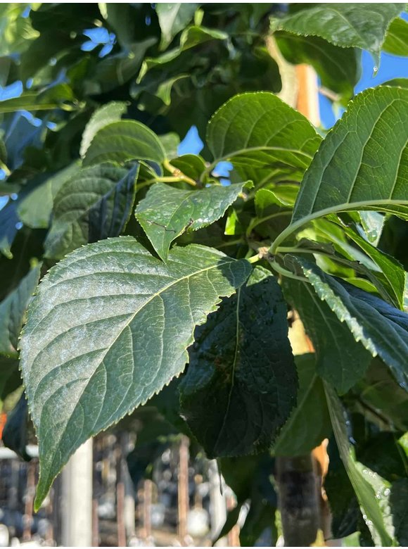 Guttaperchabaum - Gummiulme | Eucommia ulmoides Guttaperchabaum - Gummiulme | Eucommia ulmoides