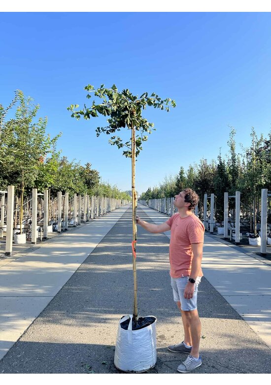 Fächerblattbaum 'Horizontalis' | Ginkgo biloba 'Horizontalis'