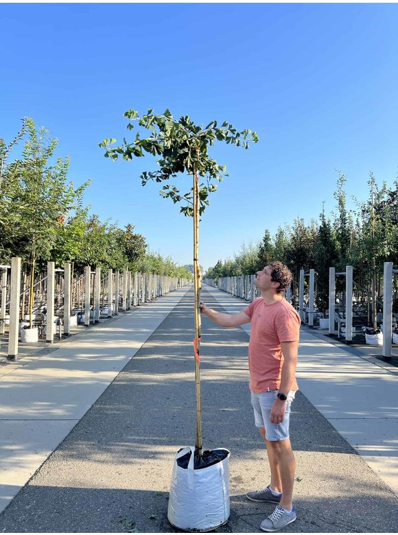 Ginkgobaum - Fächerblattbaum 'Horizontalis' | Ginkgo biloba 'Horizontalis' Ginkgobaum - Fächerblattbaum 'Horizontalis' | Ginkgo biloba 'Horizontalis'