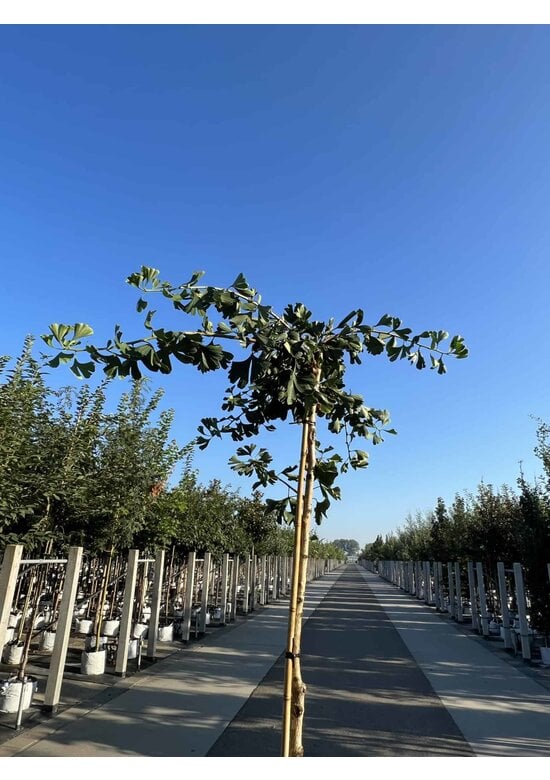 Fächerblattbaum 'Horizontalis' | Ginkgo biloba 'Horizontalis'