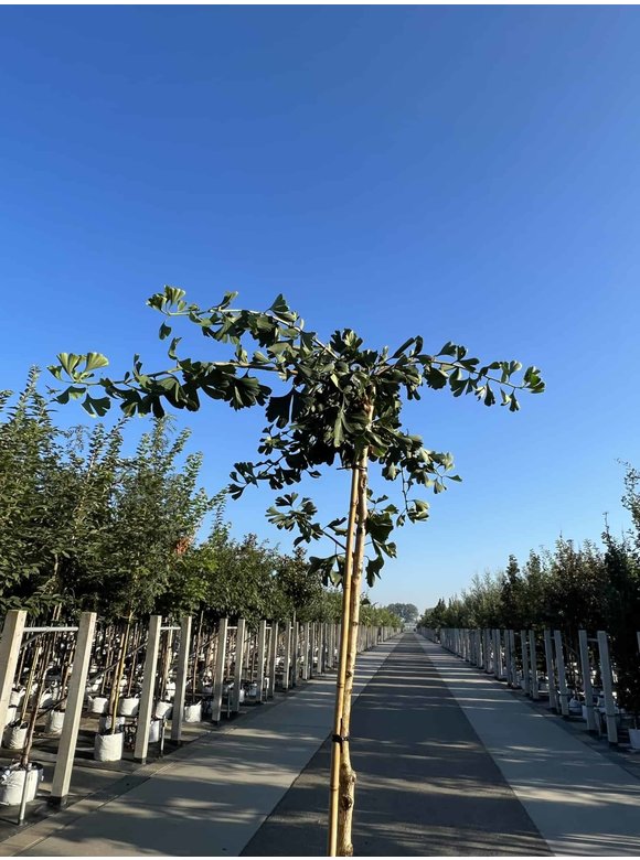Ginkgobaum - Fächerblattbaum 'Horizontalis' | Ginkgo biloba 'Horizontalis' Ginkgobaum - Fächerblattbaum 'Horizontalis' | Ginkgo biloba 'Horizontalis'