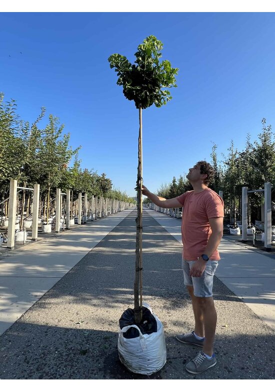 Kugel-Ginkgobaum - Fächerblattbaum 'Mariken' | Ginkgo biloba 'Mariken'