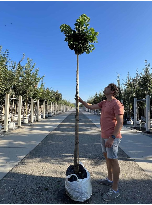 Kugel-Ginkgobaum - Fächerblattbaum 'Mariken' | Ginkgo biloba 'Mariken' Kugel-Ginkgobaum - Fächerblattbaum 'Mariken' | Ginkgo biloba 'Mariken'