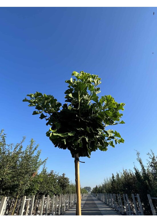 Kugel-Ginkgobaum - Fächerblattbaum 'Mariken' | Ginkgo biloba 'Mariken'