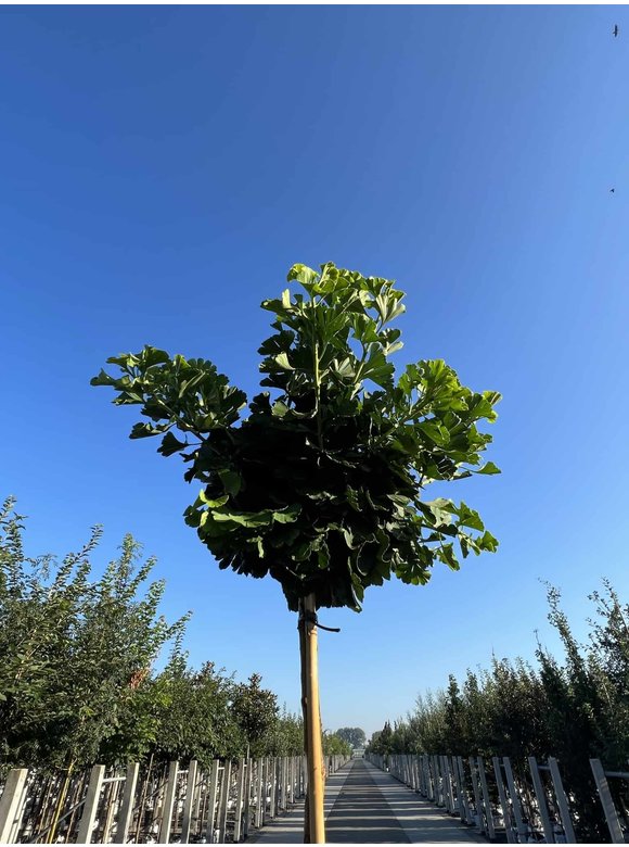Kugel-Ginkgobaum - Fächerblattbaum 'Mariken' | Ginkgo biloba 'Mariken' Kugel-Ginkgobaum - Fächerblattbaum 'Mariken' | Ginkgo biloba 'Mariken'
