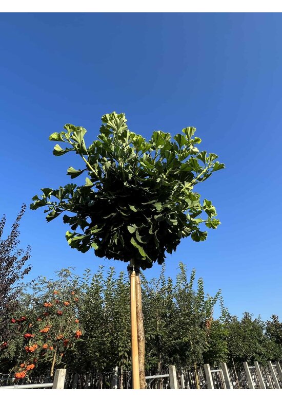 Kugel-Ginkgobaum - Fächerblattbaum 'Mariken' | Ginkgo biloba 'Mariken'