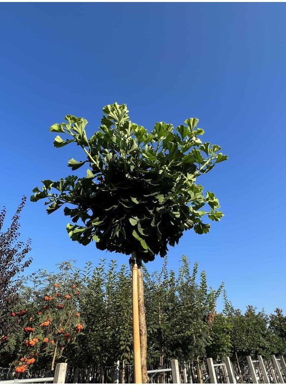 Kugel-Ginkgobaum - Fächerblattbaum 'Mariken' | Ginkgo biloba 'Mariken' Kugel-Ginkgobaum - Fächerblattbaum 'Mariken' | Ginkgo biloba 'Mariken'