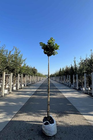 Kugel-Ginkgobaum - Fächerblattbaum 'Mariken' | Ginkgo biloba 'Mariken'