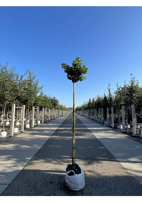 Kugel-Ginkgobaum - Fächerblattbaum 'Mariken' | Ginkgo biloba 'Mariken'