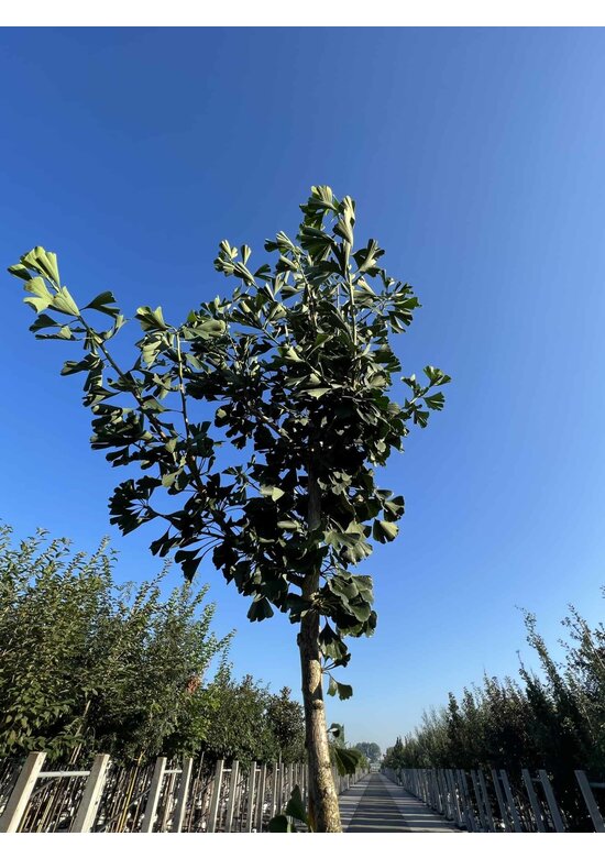 Säulenförmiger-Fächerblattbaum 'Tremonia' | Ginkgo biloba 'Tremonia'