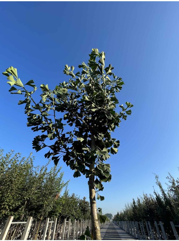 Ginkgobaum - Säulenförmiger-Fächerblattbaum 'Tremonia' | Ginkgo biloba 'Tremonia' Ginkgobaum - Säulenförmiger-Fächerblattbaum 'Tremonia' | Ginkgo biloba 'Tremonia'