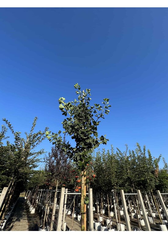 Säulenförmiger-Fächerblattbaum 'Tremonia' | Ginkgo biloba 'Tremonia'